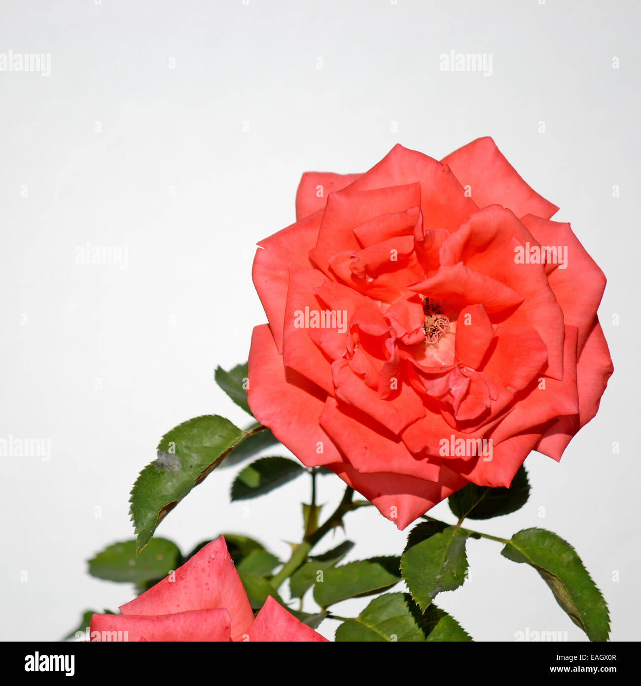 closeup of a red rose on white background Stock Photo - Alamy