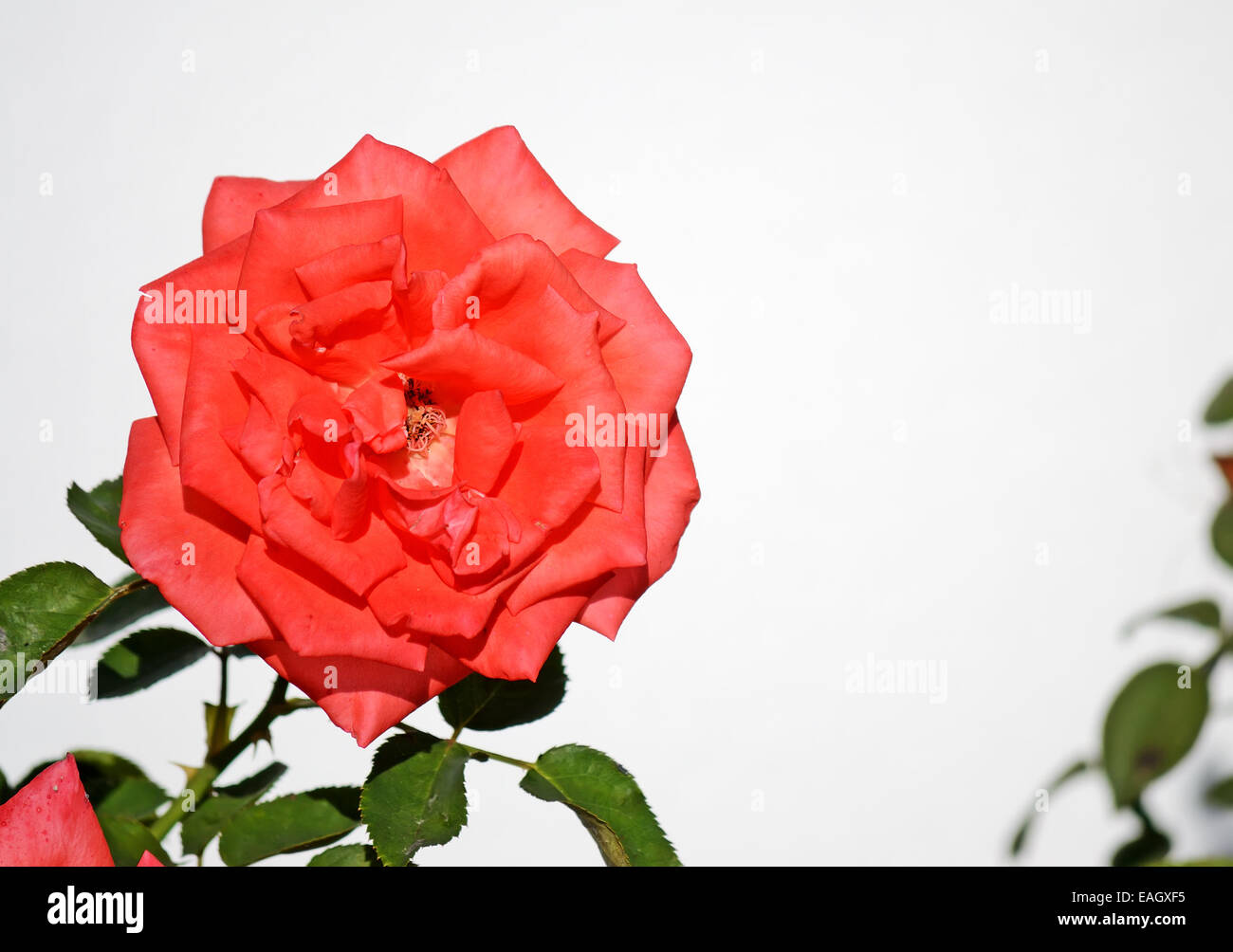 closeup of a red rose on white background Stock Photo - Alamy