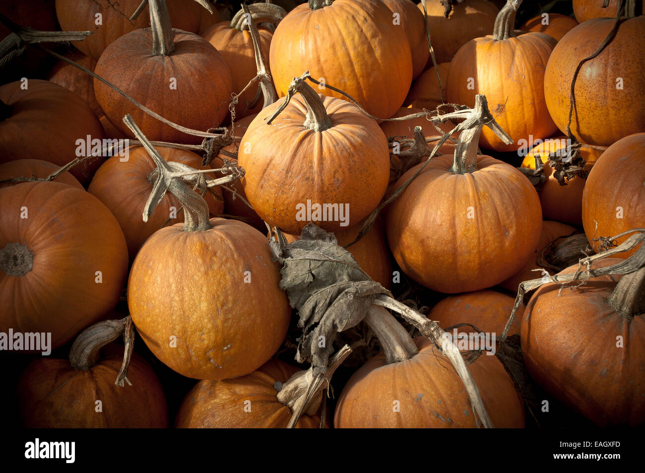 Pumpkins on bales of hay Stock Photo