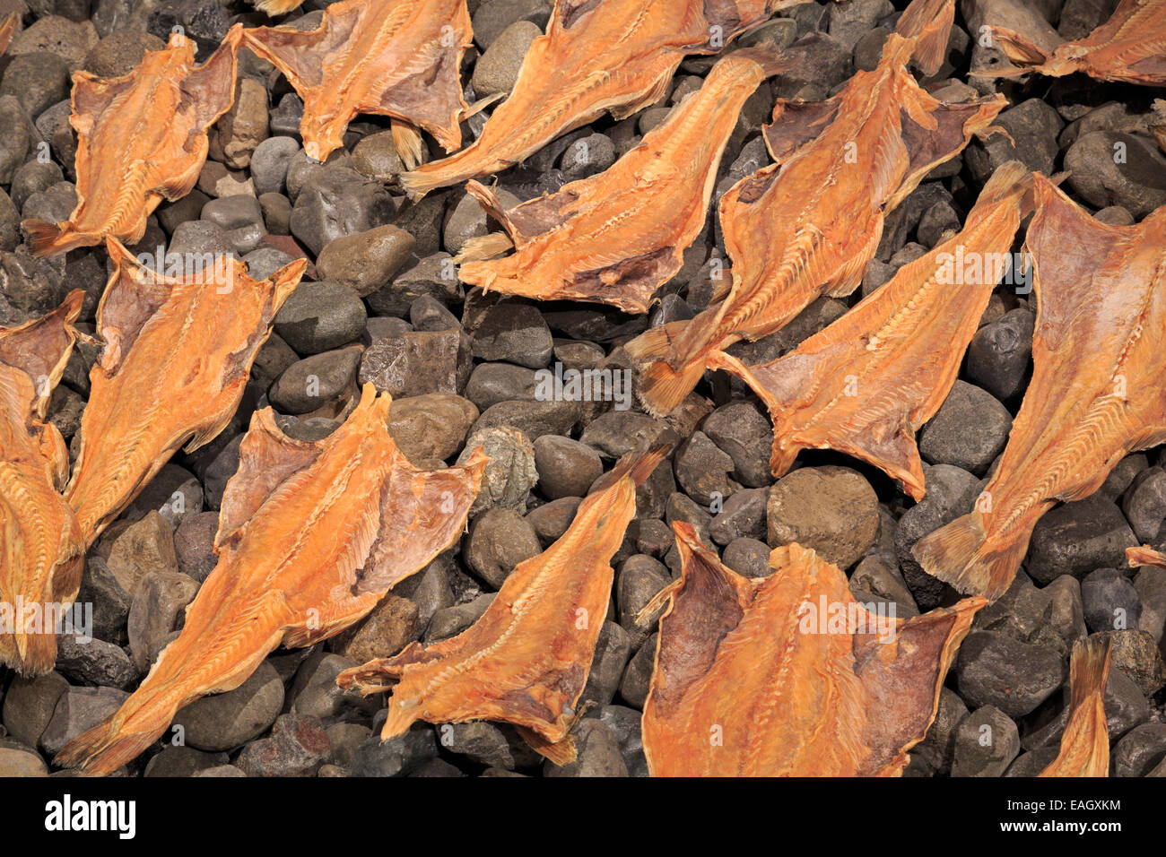 Dried Cod, Maritime Museum, Reykjavik, Iceland, Europe Stock Photo Alamy