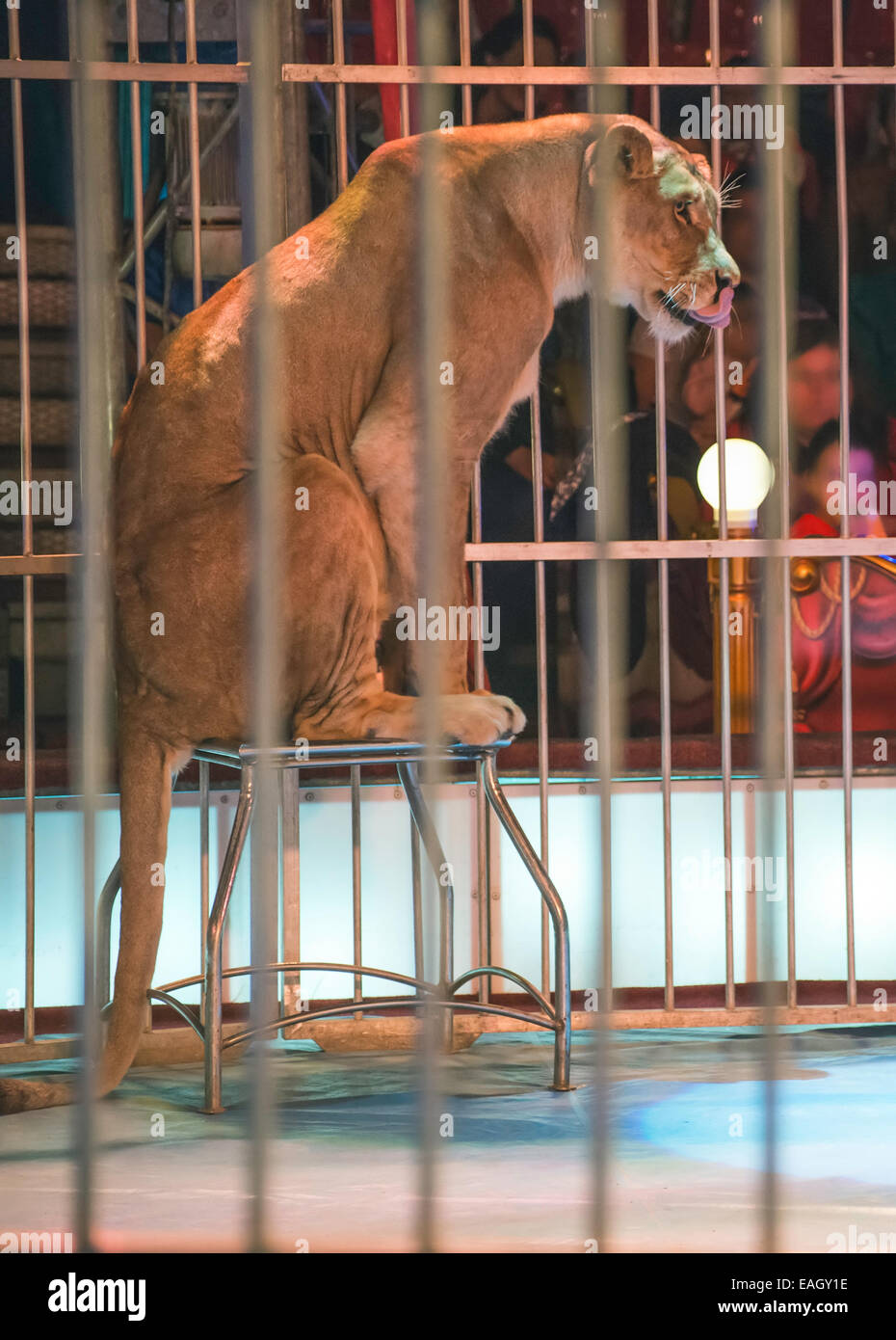 Lion circus hires stock photography and images Alamy