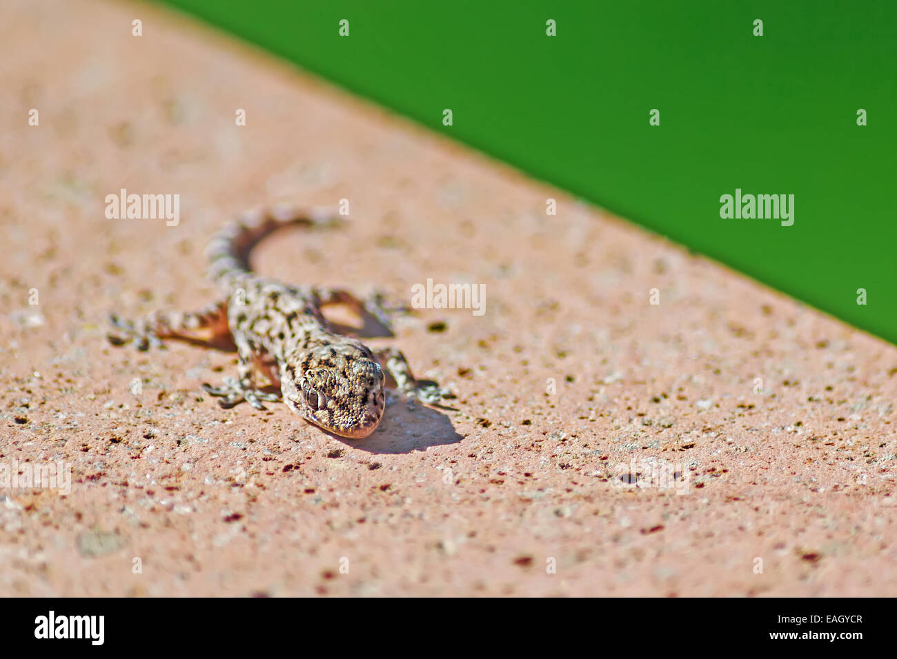 Small gecko hi-res stock photography and images - Alamy