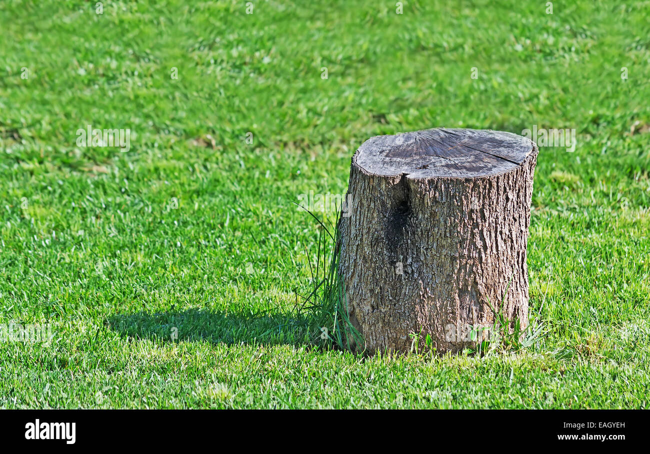 Olive tree stump hires stock photography and images Alamy