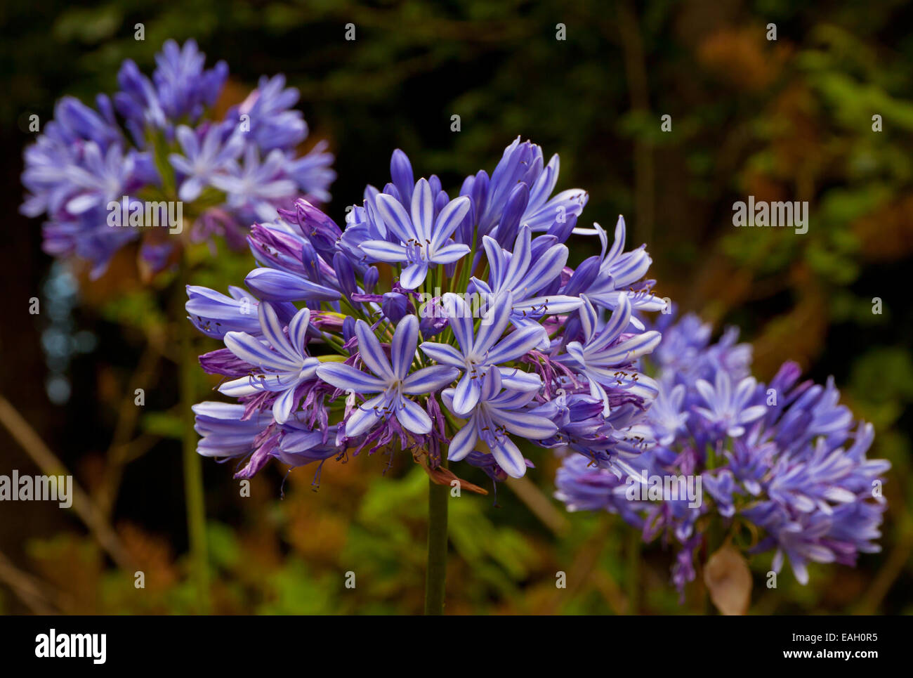 Close up flowers of Blue African Lily (Agapanthus Africanus) Stock Photo