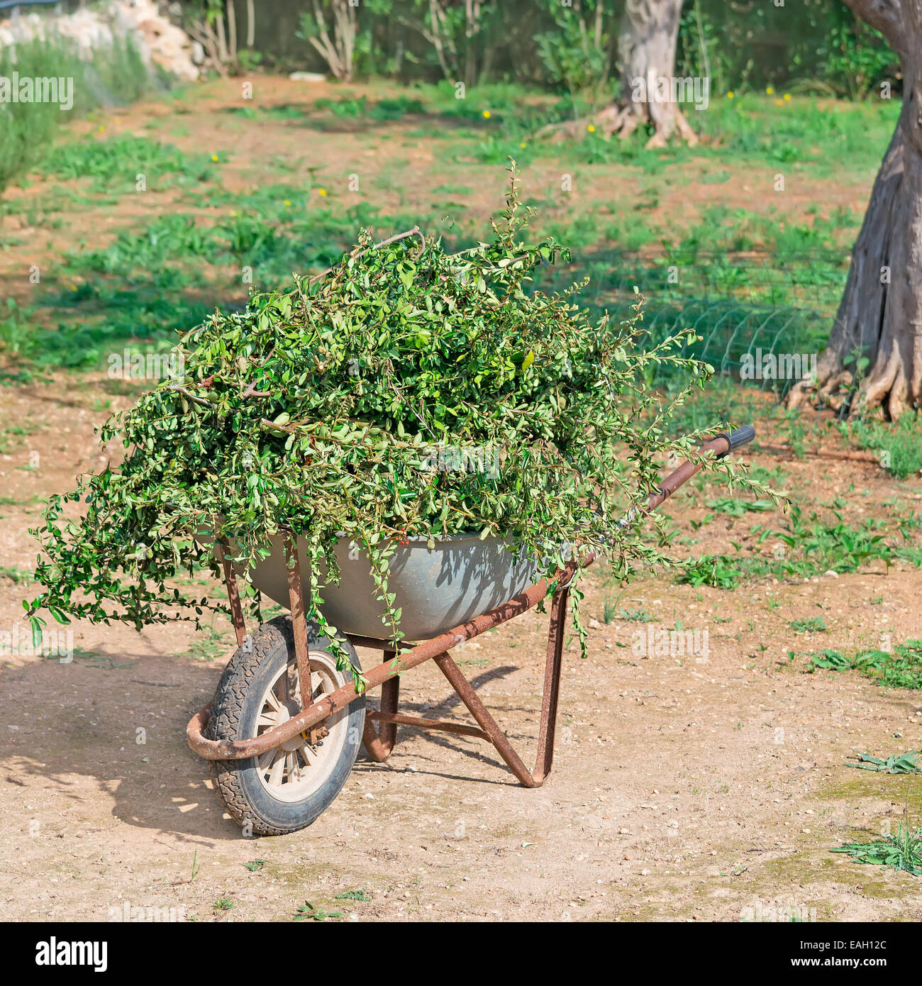 Wheelbarrow leaves hi-res stock photography and images - Alamy