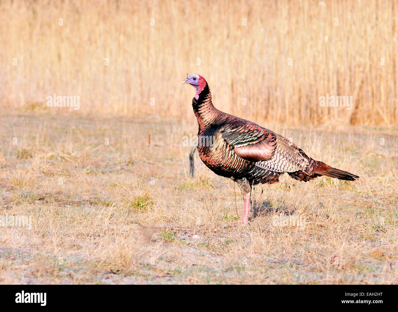 Male wild turkey standing in morning sunlight. Stock Photo