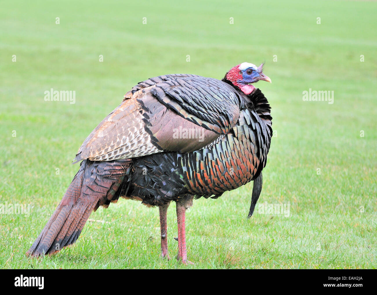 Male wild turkey standing in the rain Stock Photo Alamy