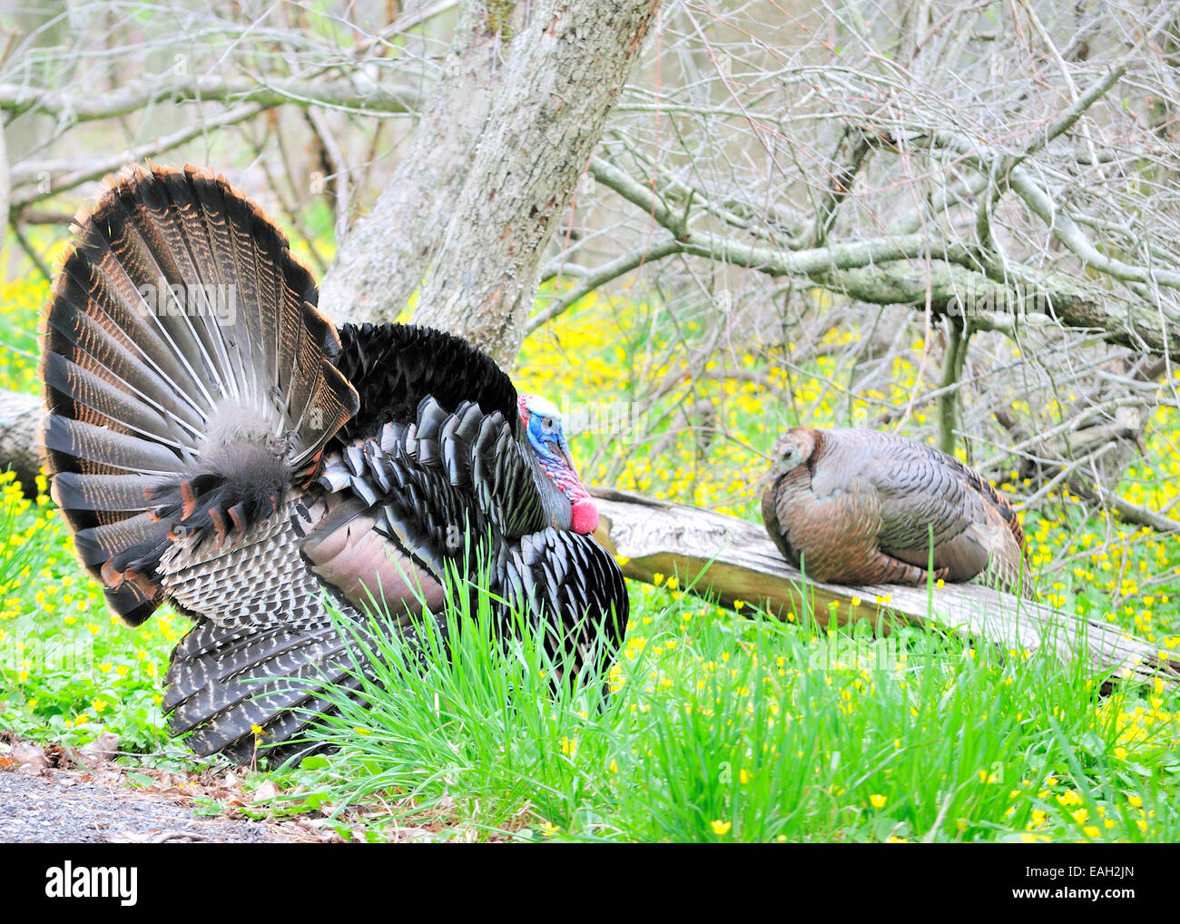 Strutting male wild turkey displaying in front of a female hen turkey