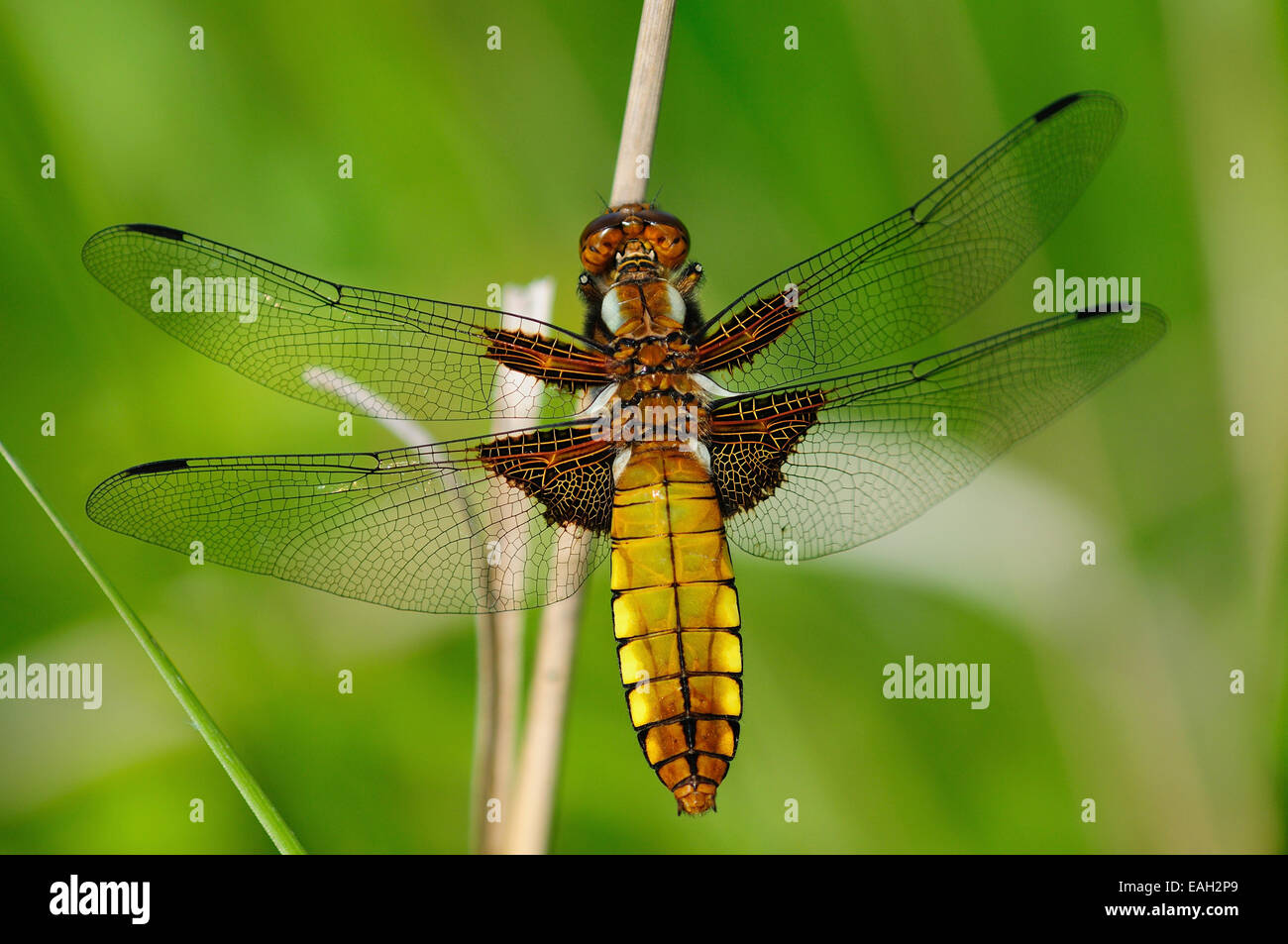 A broad-bodied chaser dragonfly UK Stock Photo
