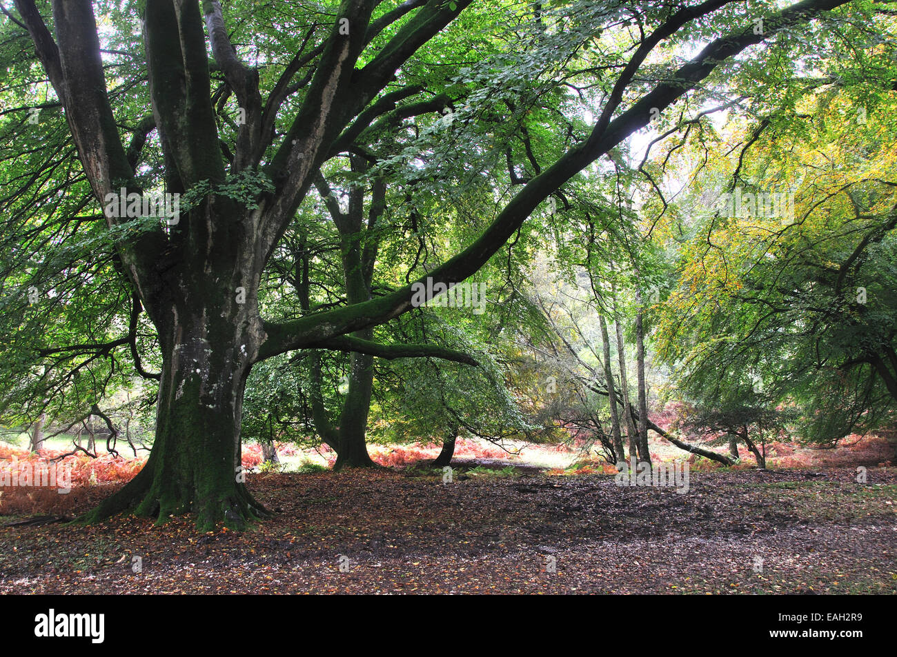 Mark Ash Wood, New Forest National Park, UK. October 2012 Stock Photo