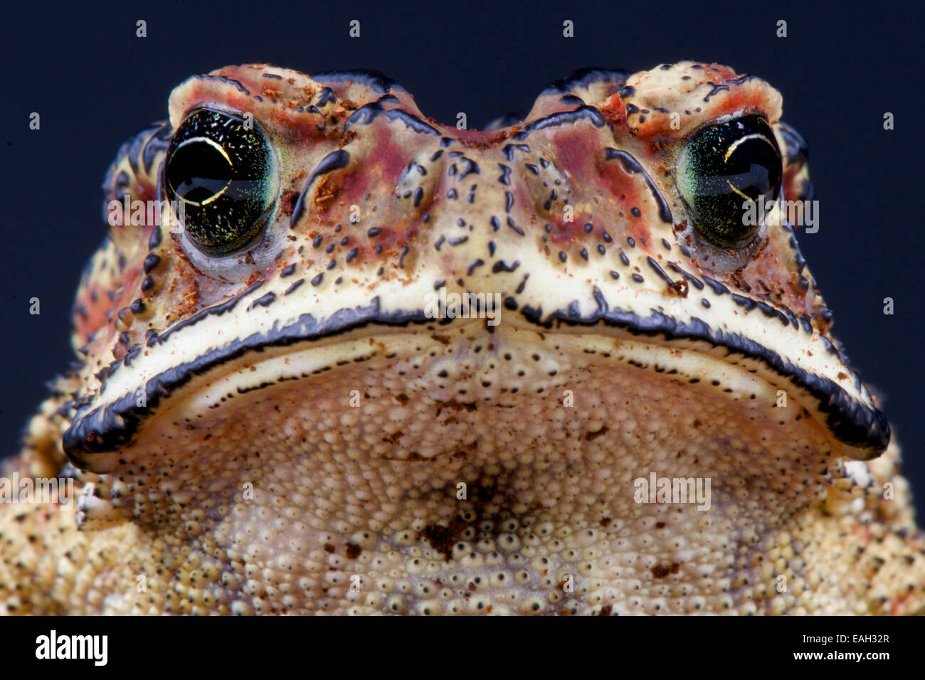 Asian toad (Duttaphrynus melanosticus) Stock Photo