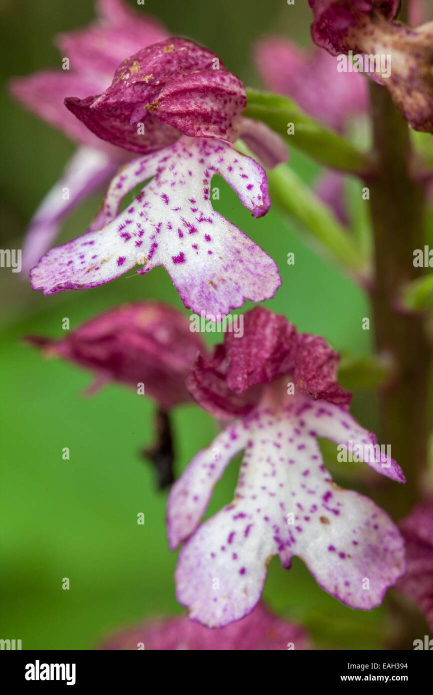 Lady orchid - Orchis purpurea -,Isere, Rhône-Alpes, France Stock Photo