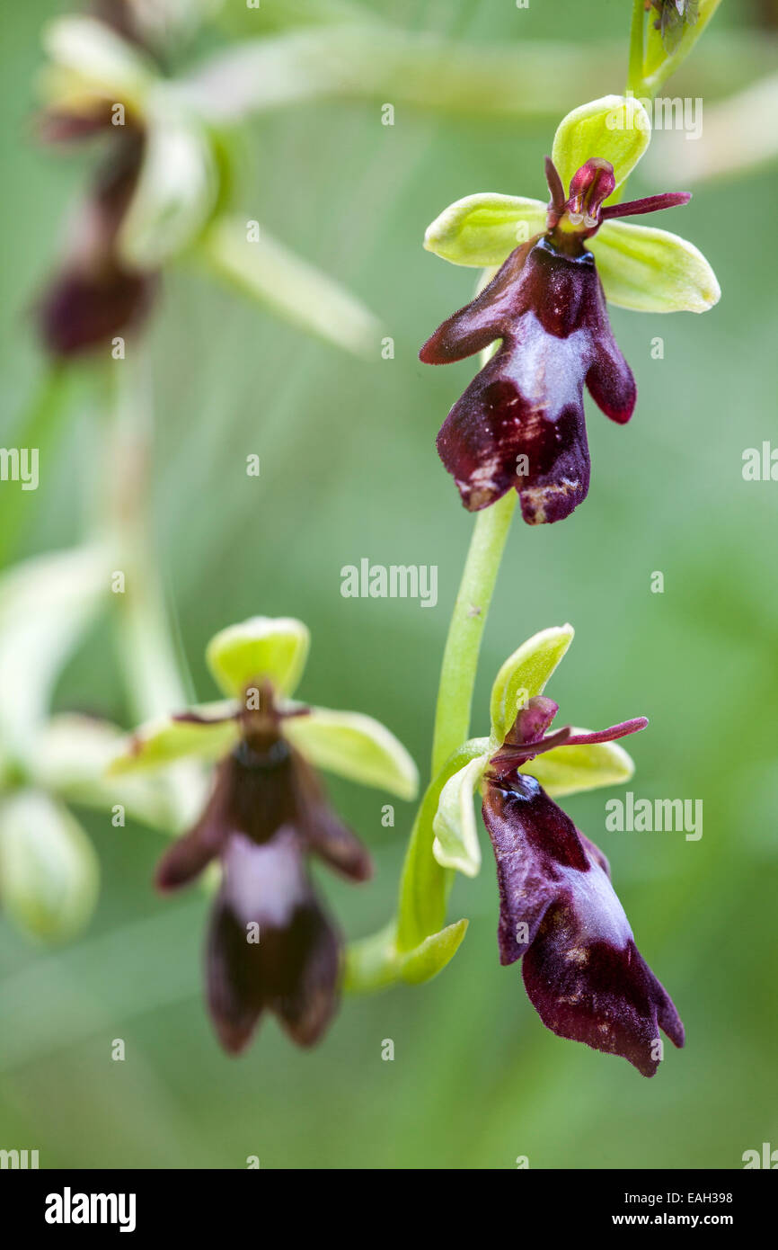 Fly orchid - Ophrys insectifera -,Isere, Rhône-Alpes, France Stock Photo