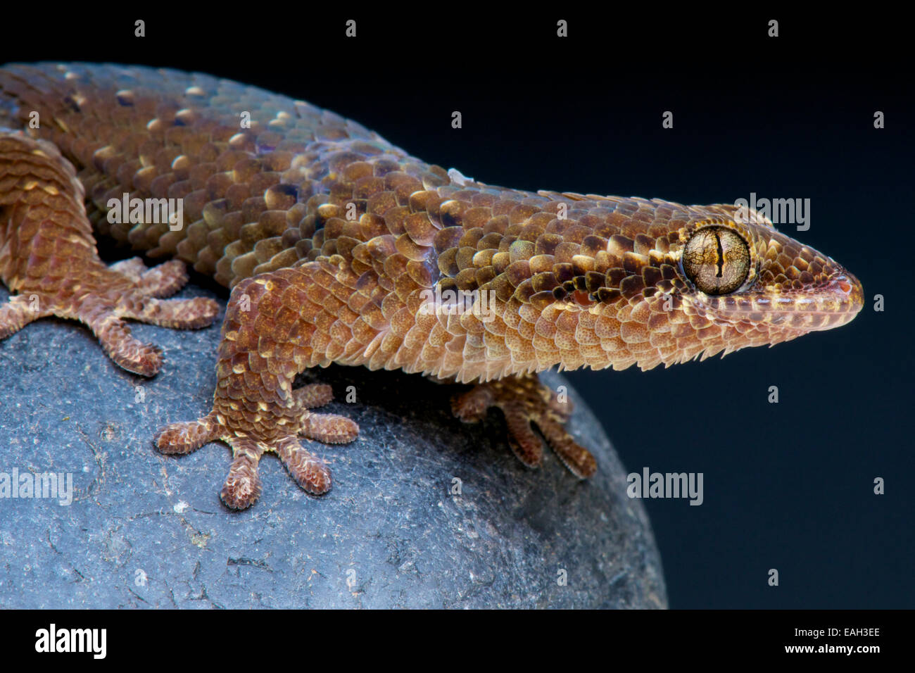 Fishscaled gecko / Geckolepis maculata Stock Photo