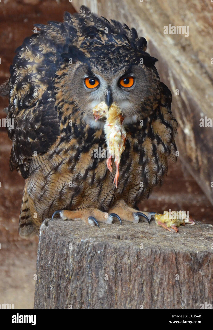 Eurasian eagle-owl eating a chick Stock Photo