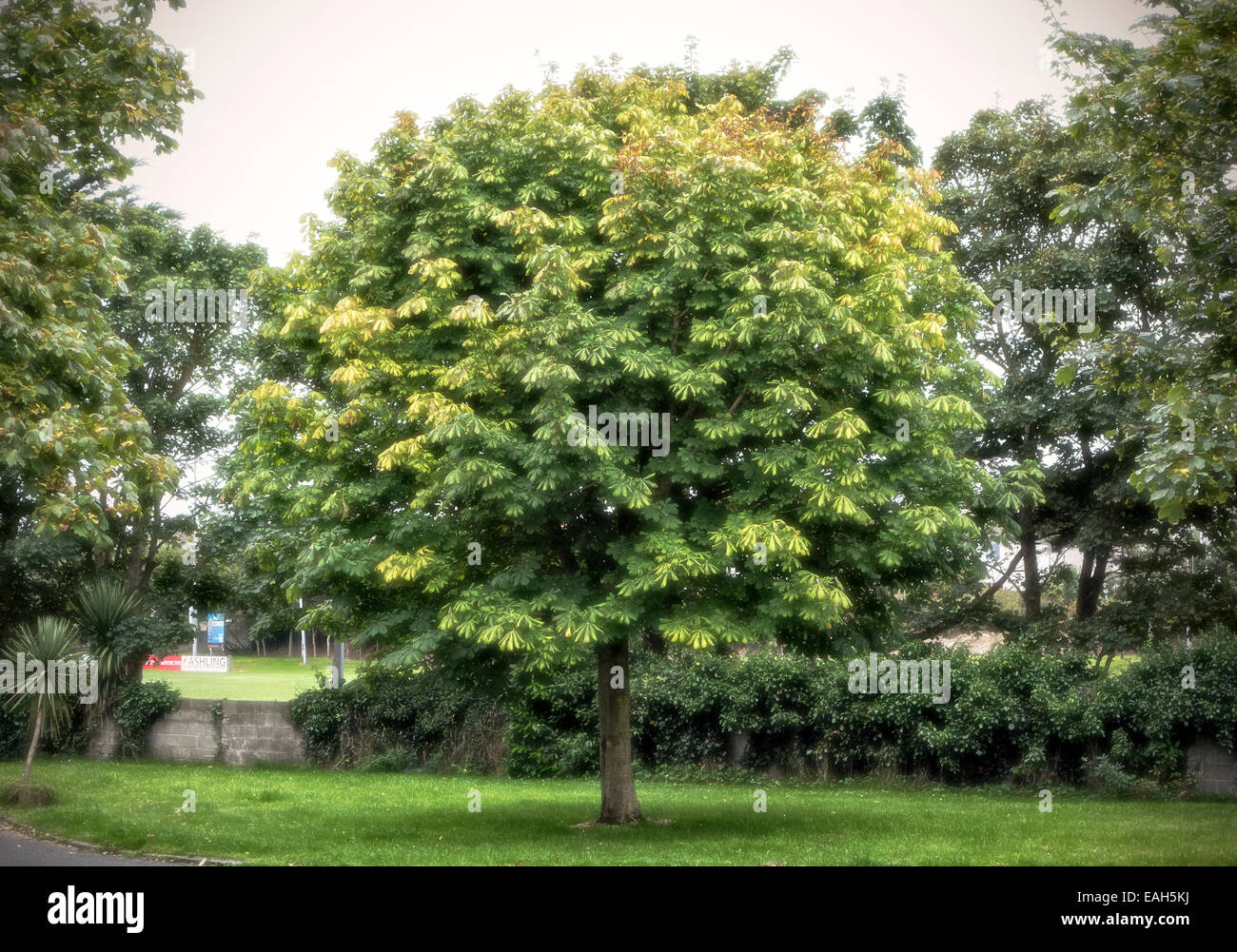 Horse chestnut tree in full glory just before autumn / fall Stock Photo