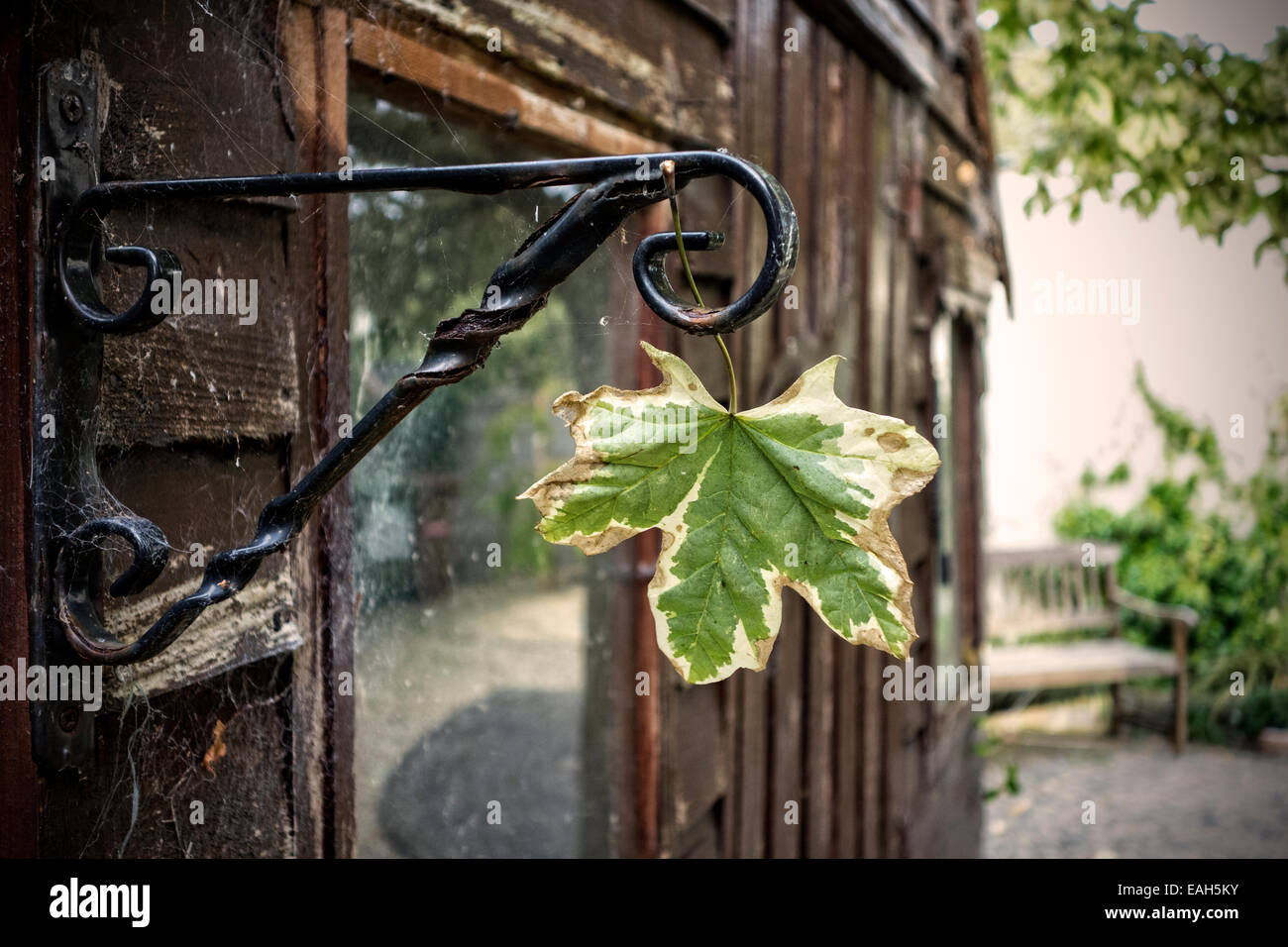 Flown there by the wind. A tree leaf in autumn / fall caught in a hanging basket bracket. Stock Photo
