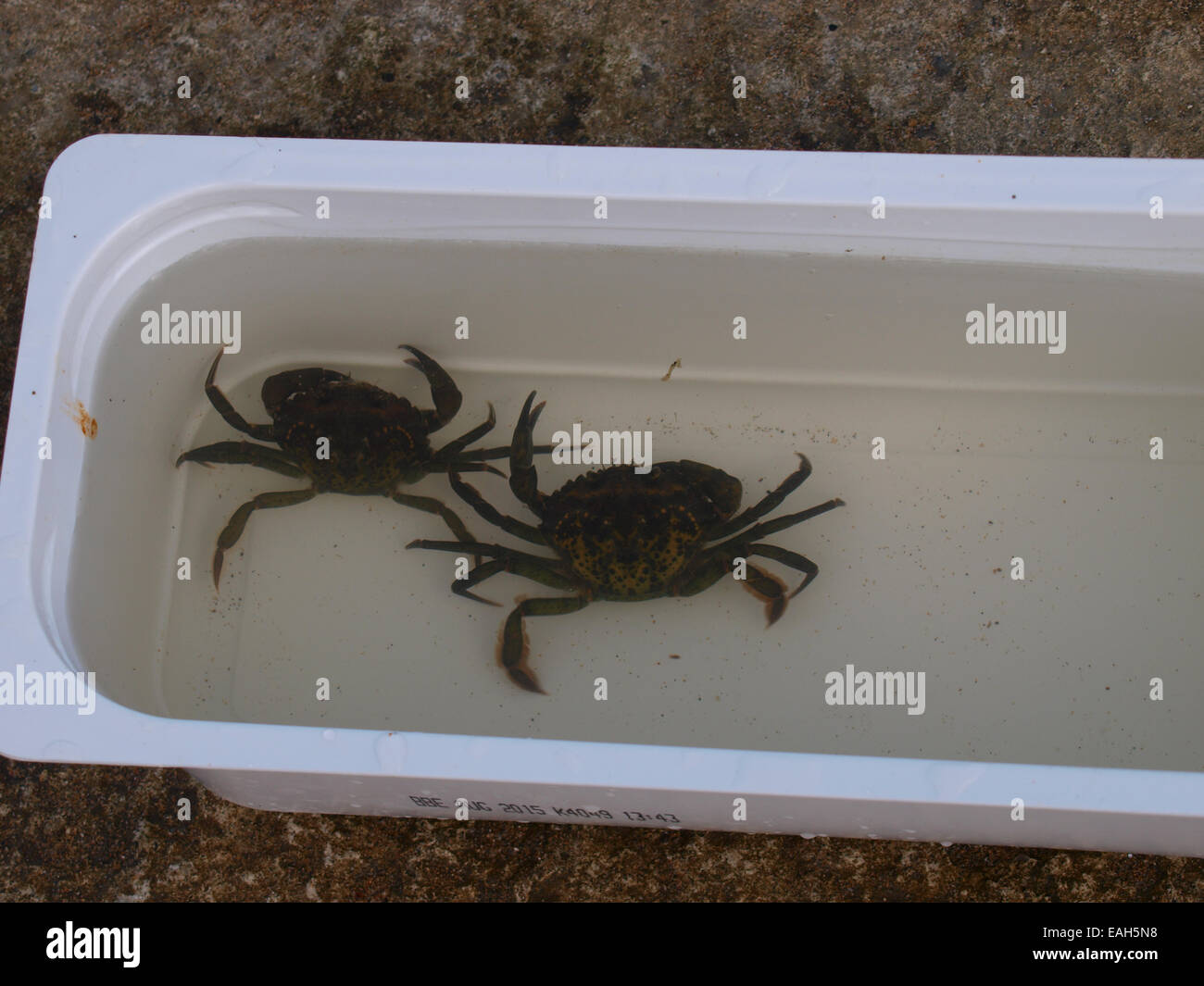Shore Crabs, Carcinus maenas in a tub having been caught by a child crabbing, Bude, Cornwall, UK Stock Photo