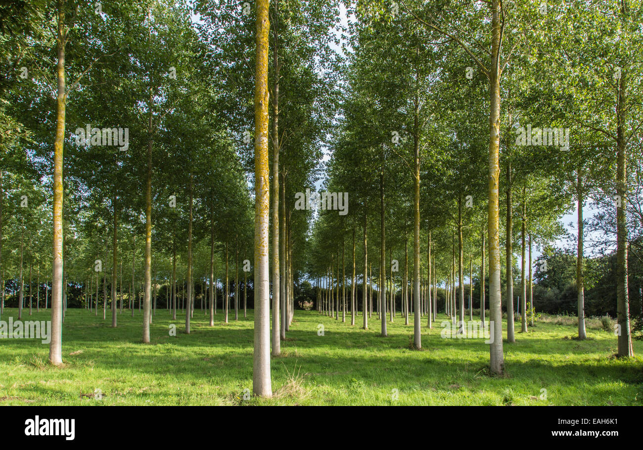 Poplar plantation hi-res stock photography and images - Alamy