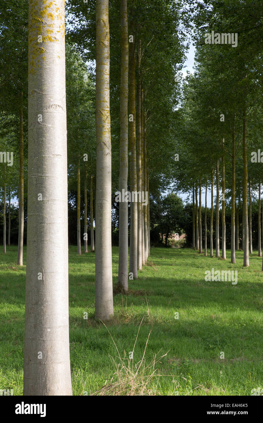 Poplar plantation hi-res stock photography and images - Alamy