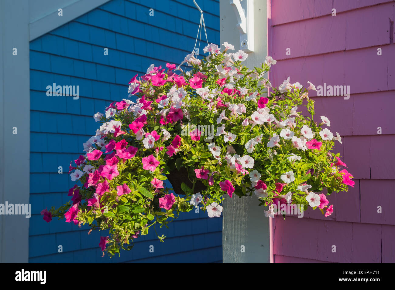 A hanging basket of pink trailing petunias. Stock Photo