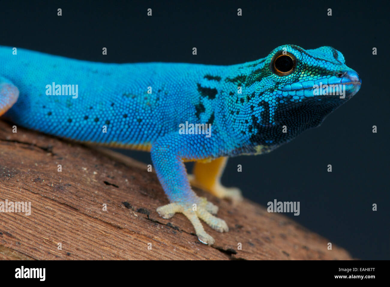 Electric blue day gecko / Lygodactylus williamsi Stock Photo Alamy