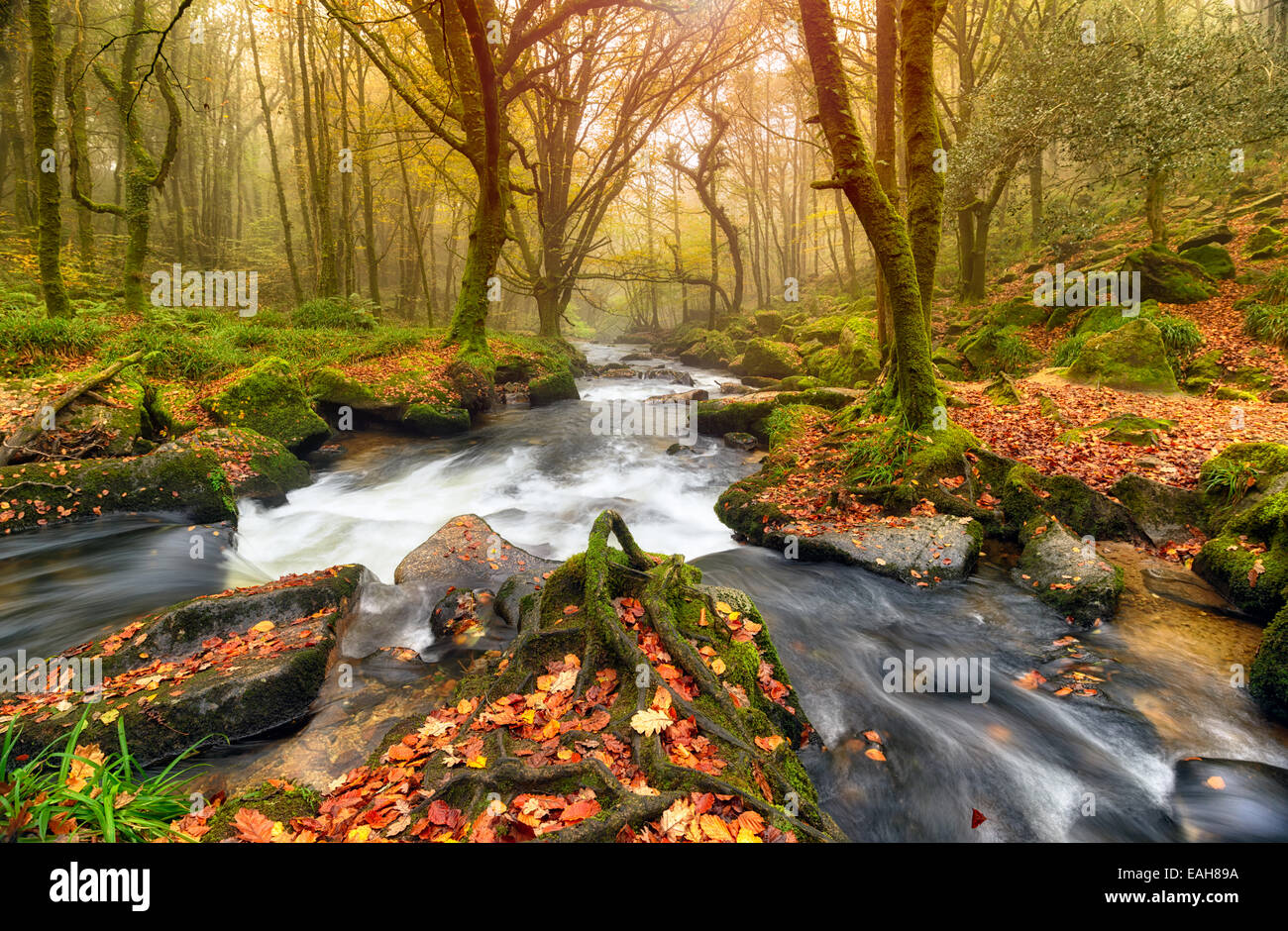 Stream flowing through rocks trees in forest day hi-res stock ...