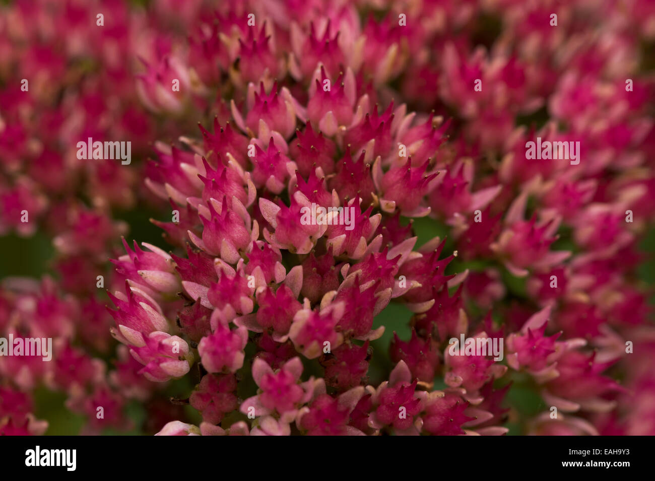 Pink sedum flower head close up Stock Photo