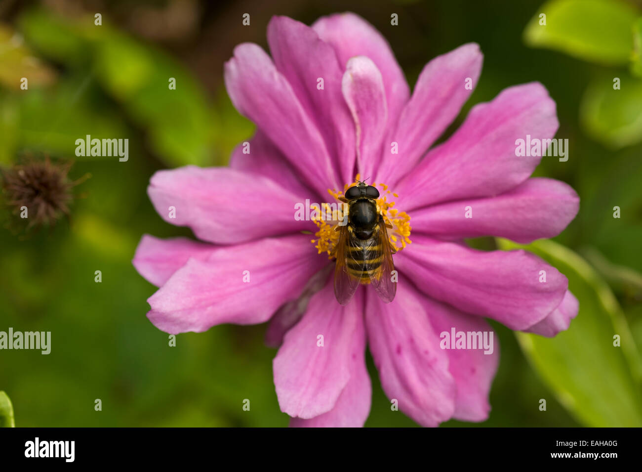 Buff tail bee collecting pollen from pink Japanese Anemone flower head Stock Photo