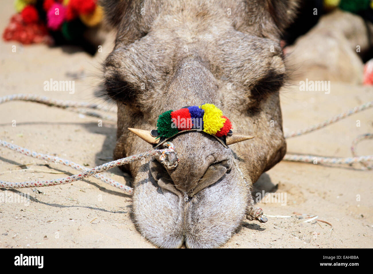 camel, male, face, hair, land, sand, in pushkar, rajasthan, India. Stock Photo