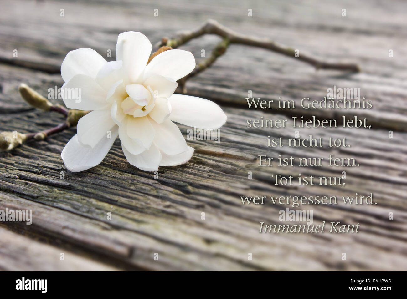 german mourning card with white magnolia Stock Photo