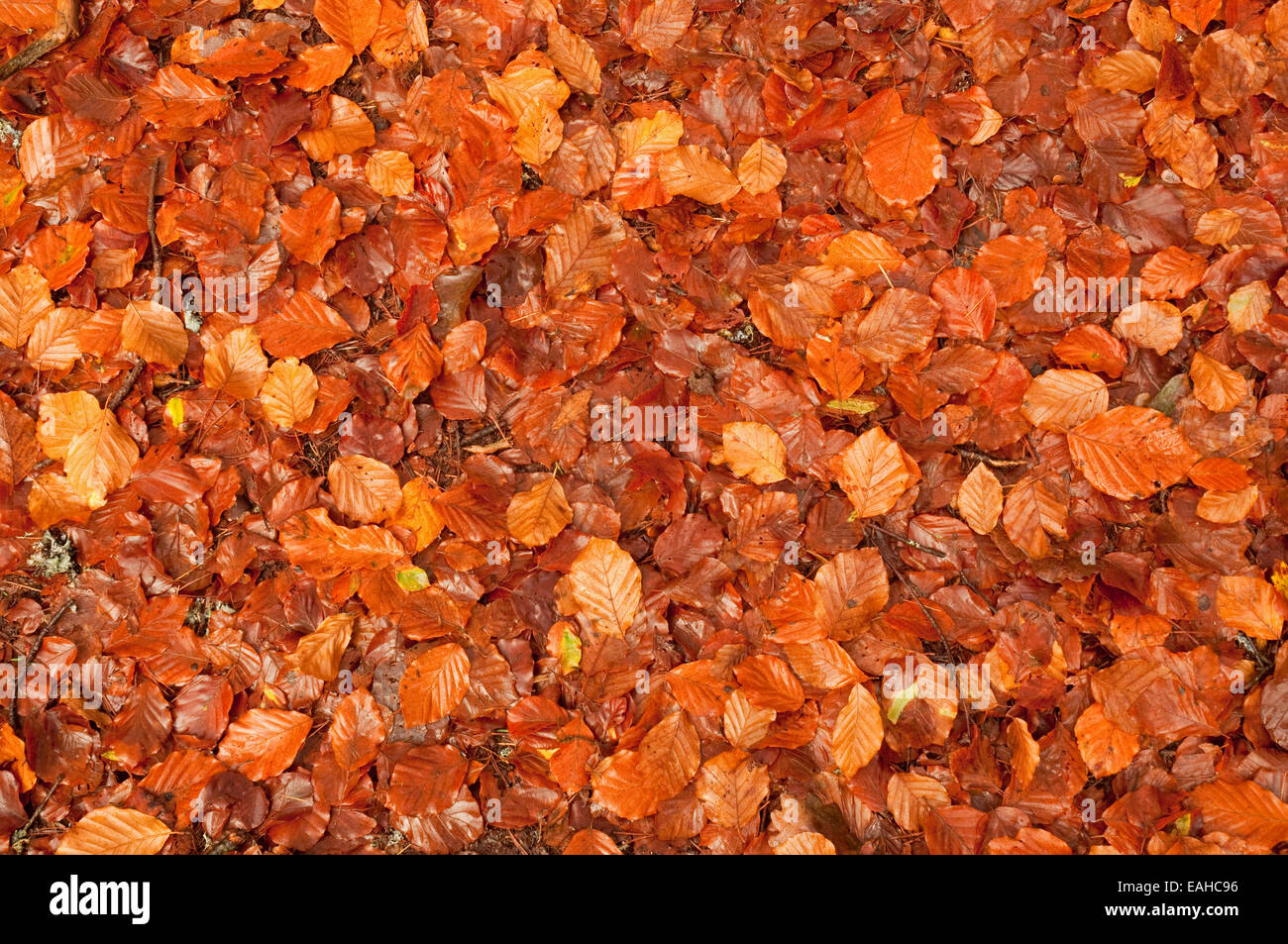 Leaves of broadleaved trees hi-res stock photography and images - Alamy