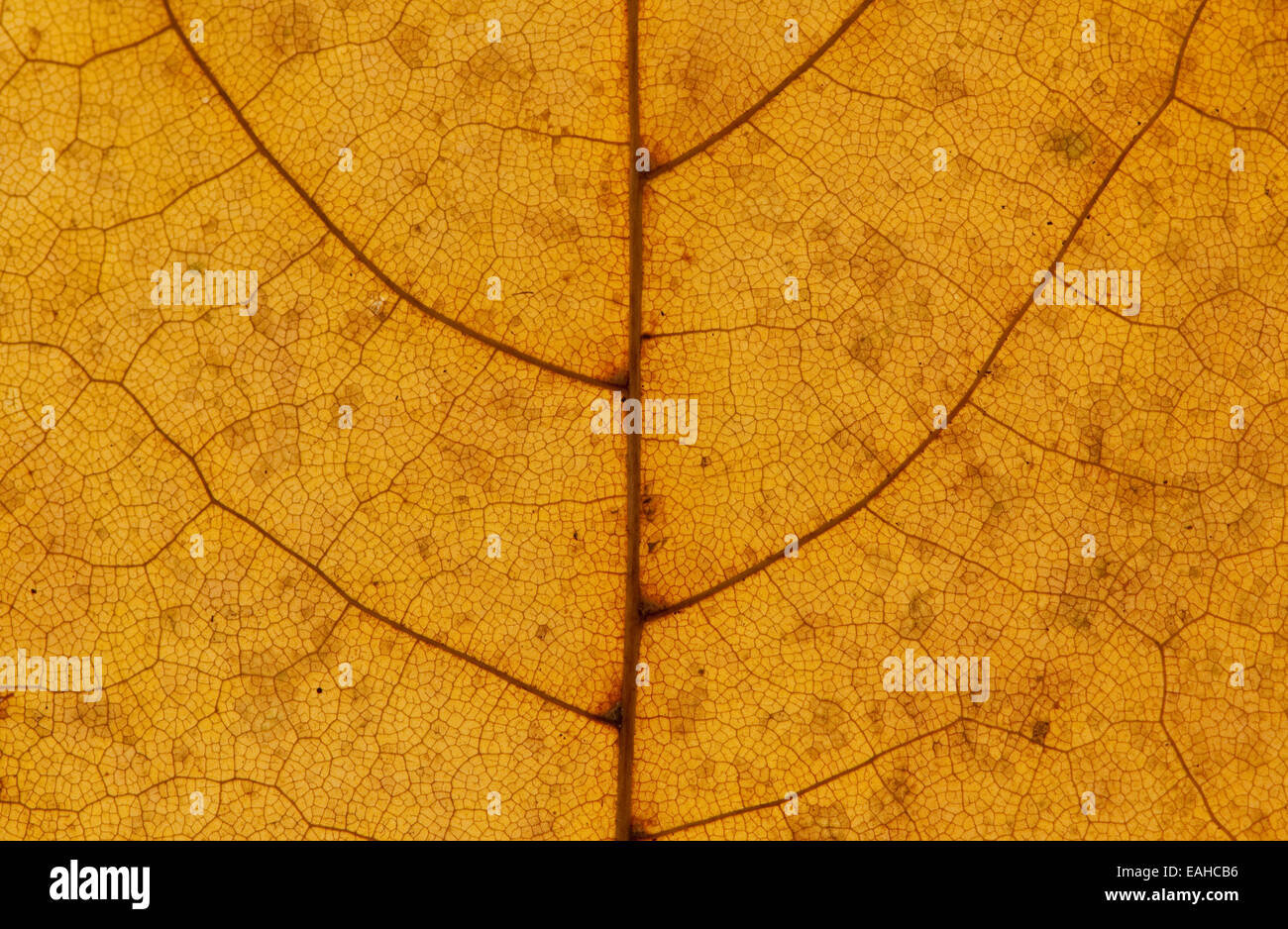 Detail of a Sycamore Leaf in Autumn Stock Photo