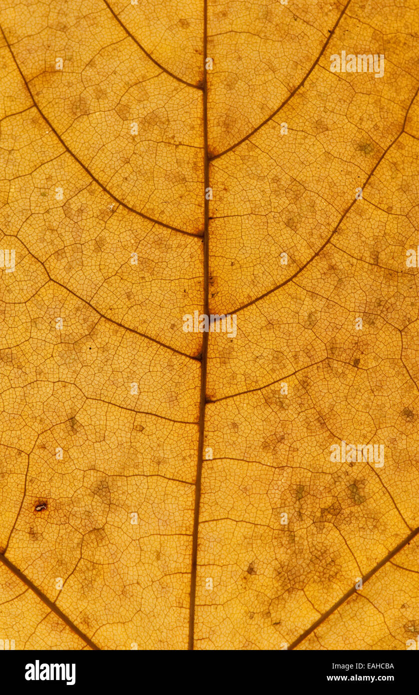 Detail of a Sycamore Leaf in Autumn Stock Photo
