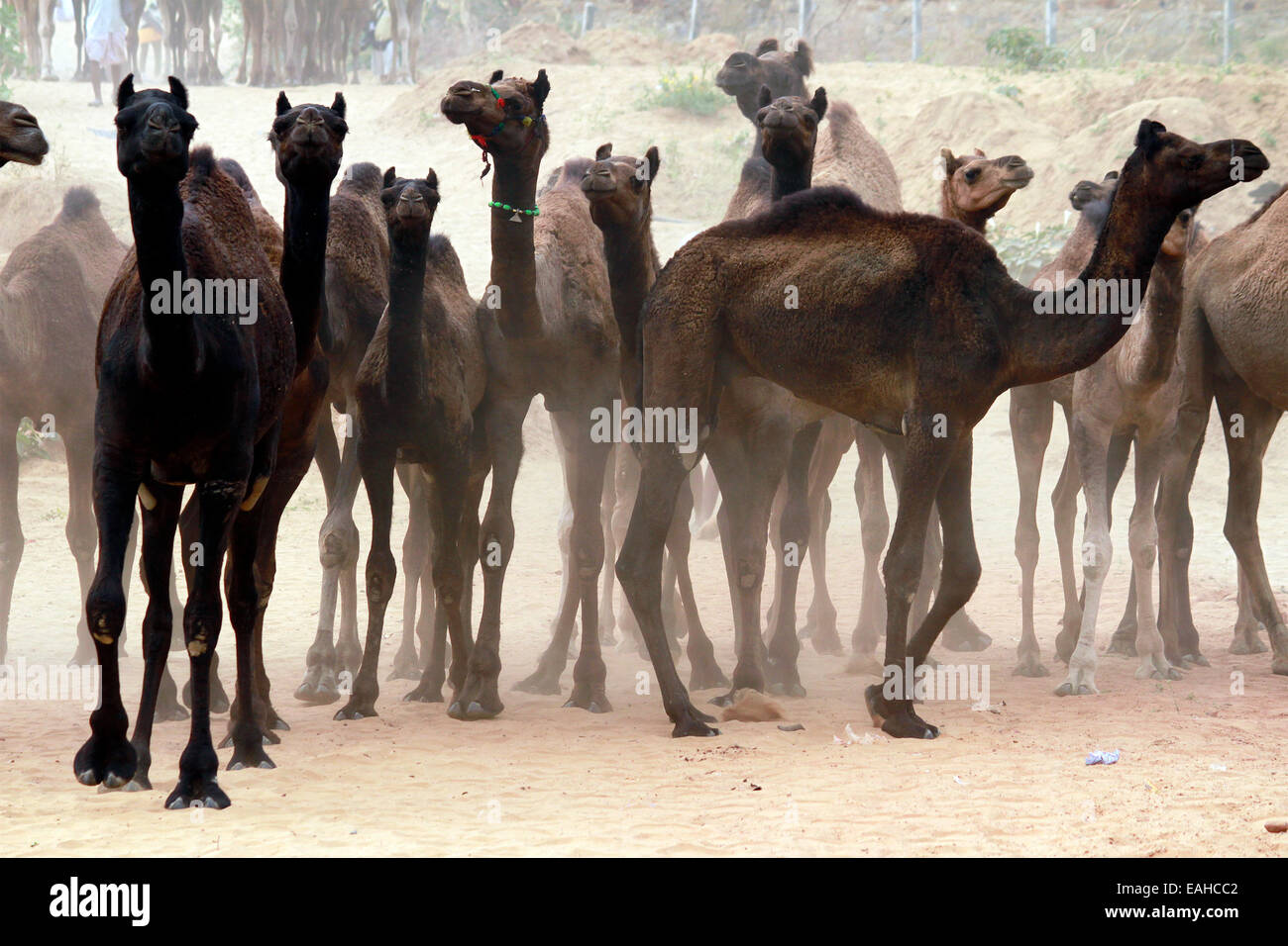 Camels, male, female, sand, pushkar, rajasthan, India. Stock Photo