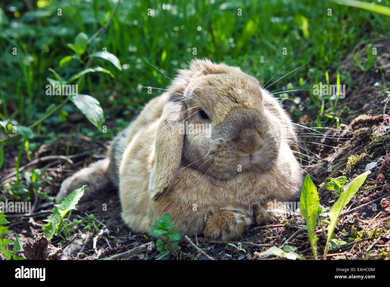 a rabbit is in the shade under a tree Stock Photo Alamy