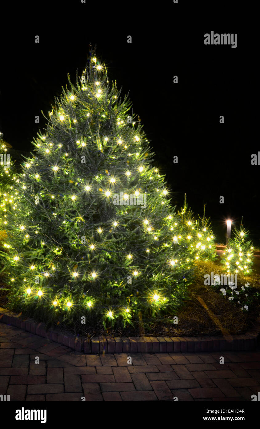 Outdoor Christmas Trees have been decorated with white lights and shot