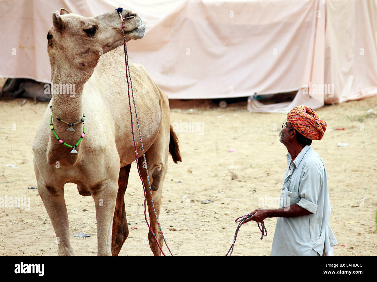 man, male, turban, Camels, male, female, sand, pushkar, rajasthan, India. Stock Photo
