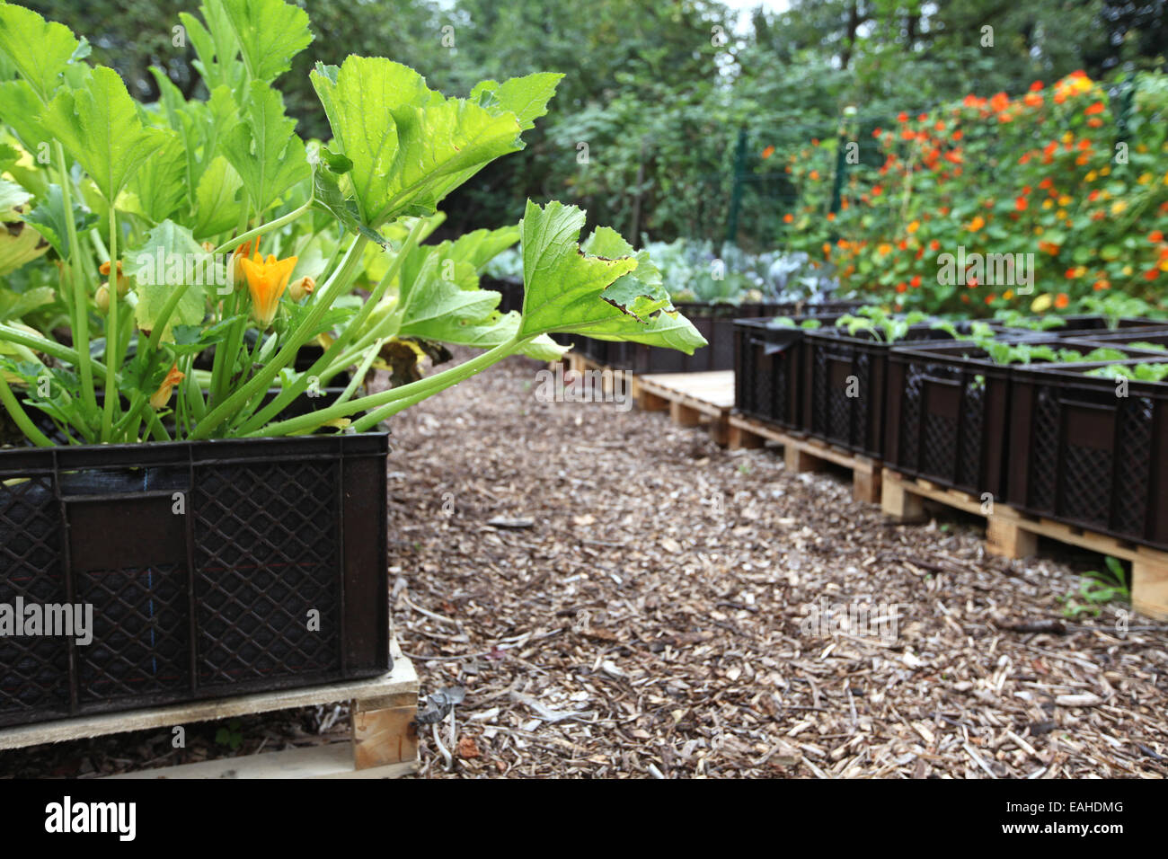 Zucchini and other vegetables farmed in plant boxes in an urban