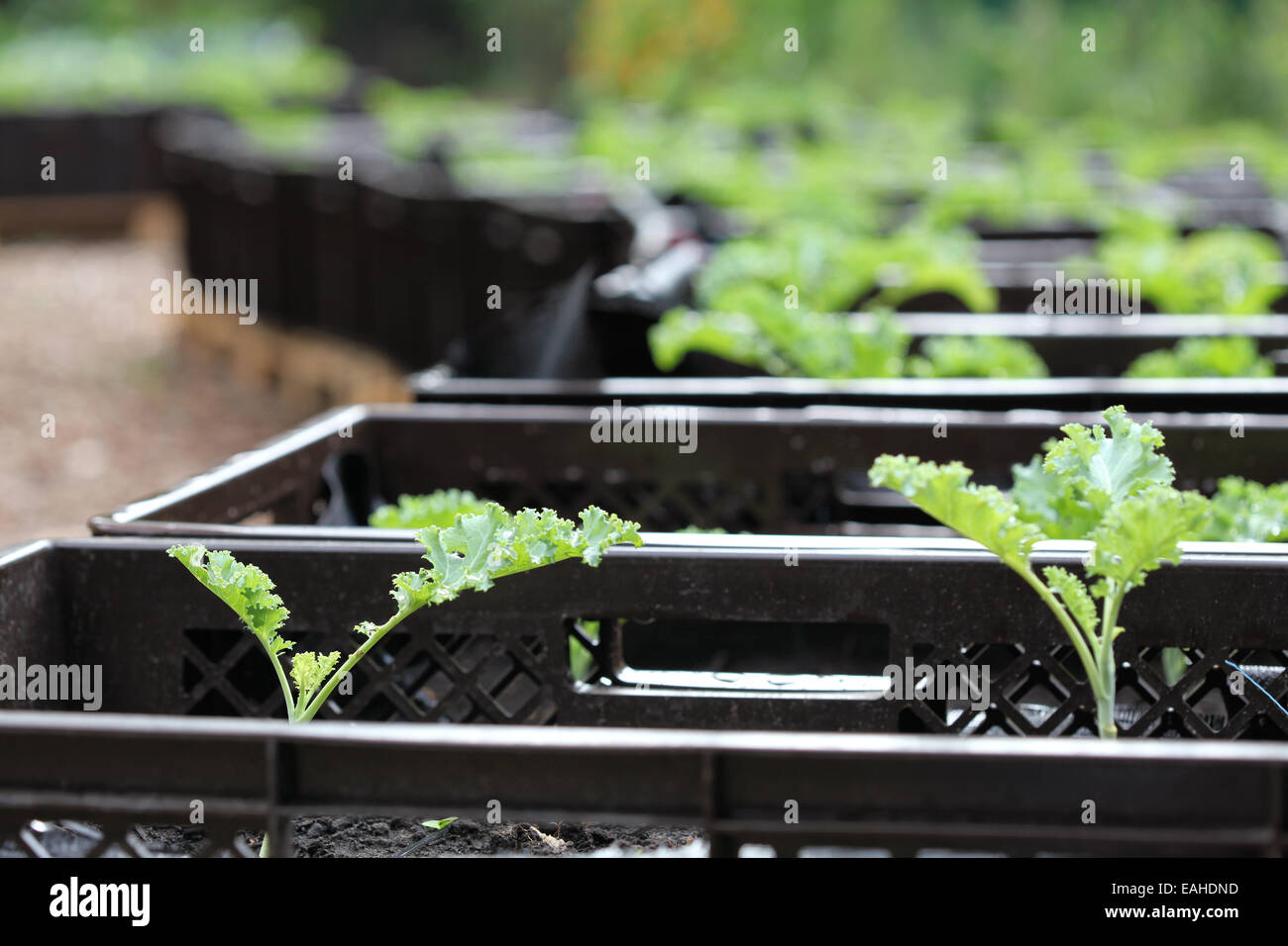 Close-up of curly kale seedlings farmed in plant boxes in an urban gardening project in Germany Stock Photo