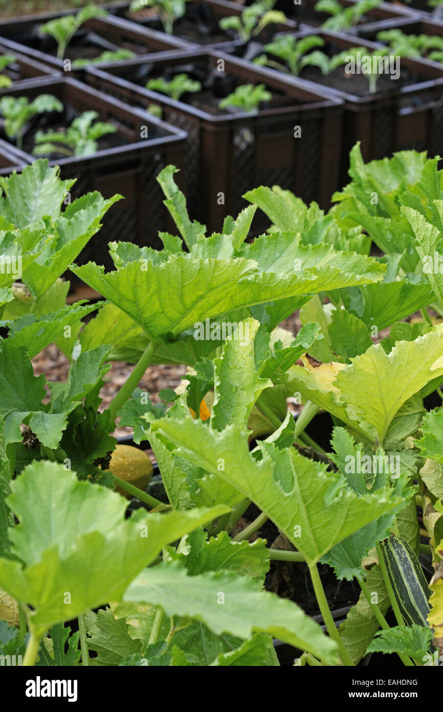 Zucchini and curly kale seedlings farmed in plant boxes in an urban