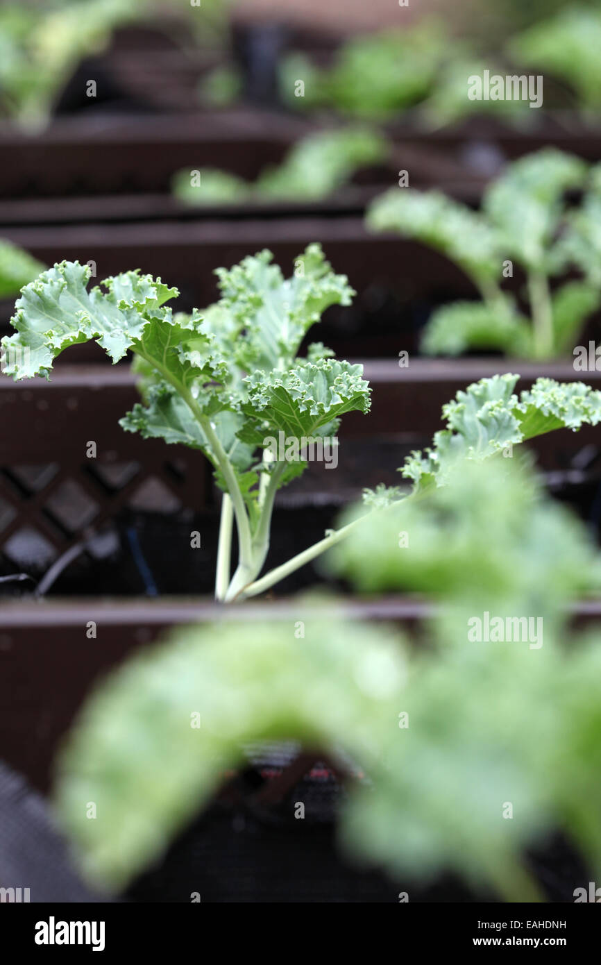 Closeup of curly kale seedlings farmed in plant boxes in an urban