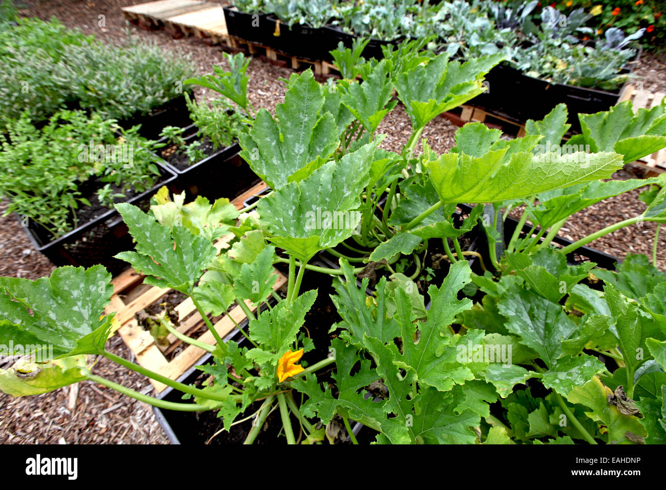 Zucchini and other vegetables farmed in plant boxes in an urban