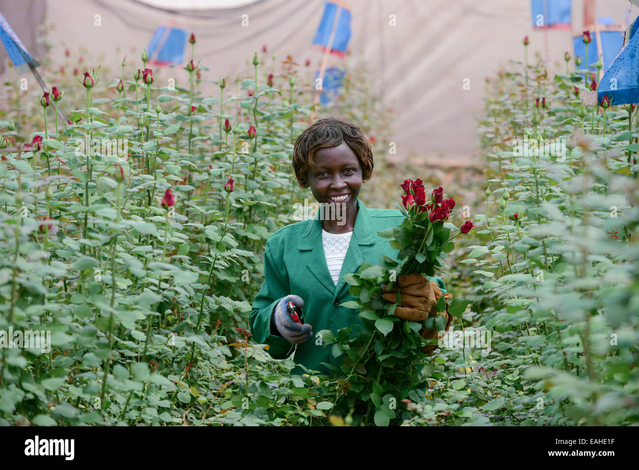 KENYA Thika near Nairobi, Simbi Roses is a fair trade rose flower farm
