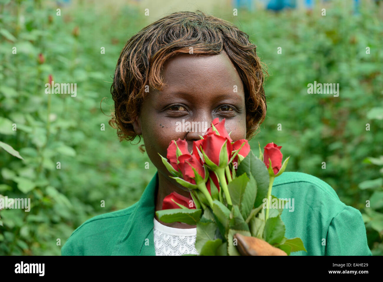 KENYA Thika near Nairobi, Simbi Roses is a fair trade rose flower farm