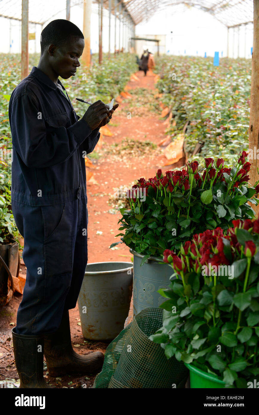 Flower trade kenya hires stock photography and images Alamy