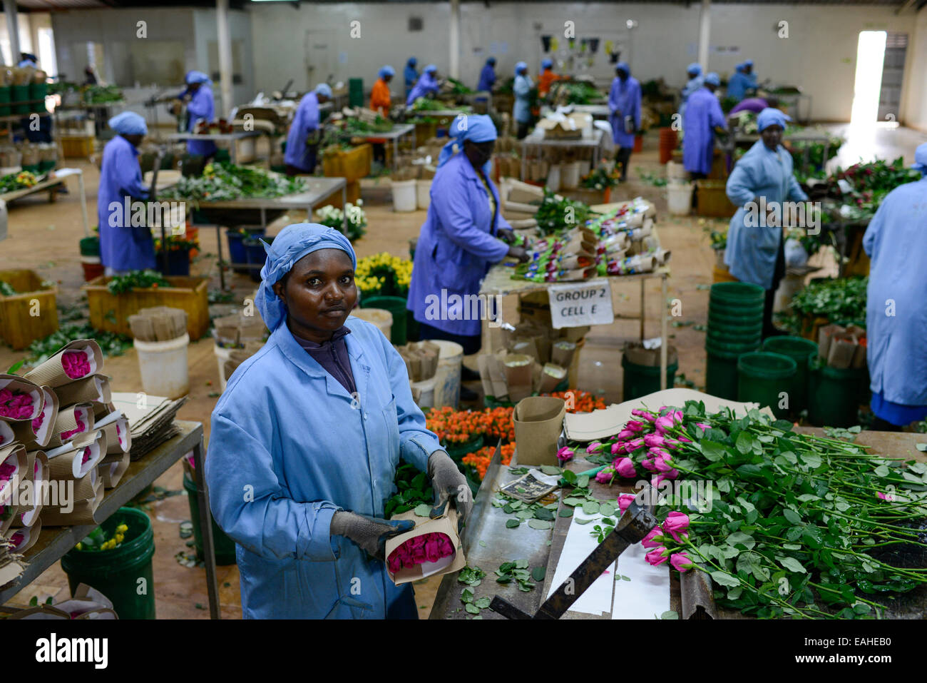 KENYA Thika near Nairobi, Simbi Roses is a fair trade rose flower farm