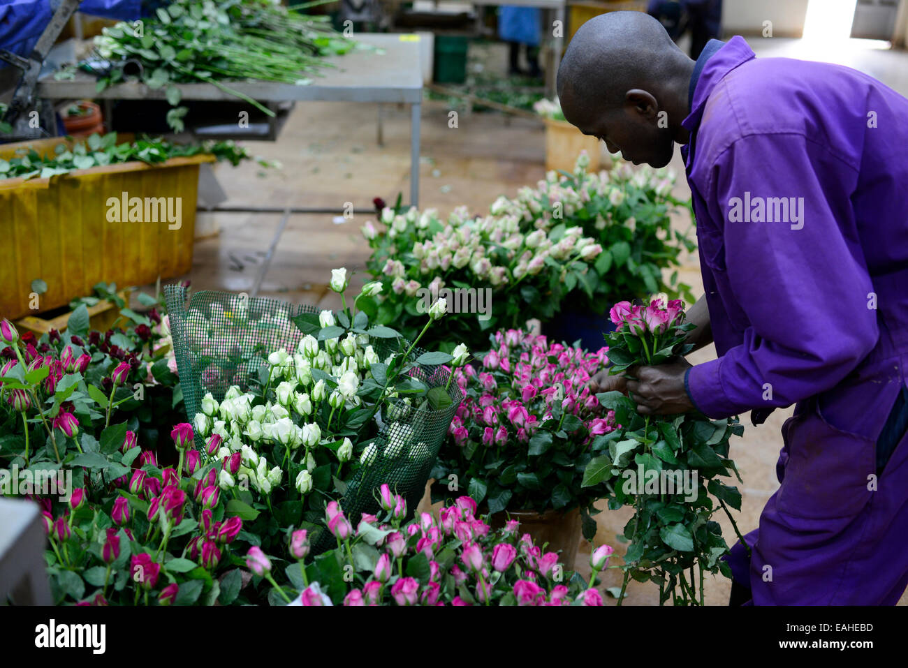 KENYA Thika near Nairobi, Simbi Roses is a fair trade rose flower farm which produces cutting flowers for export to europe Stock Photo