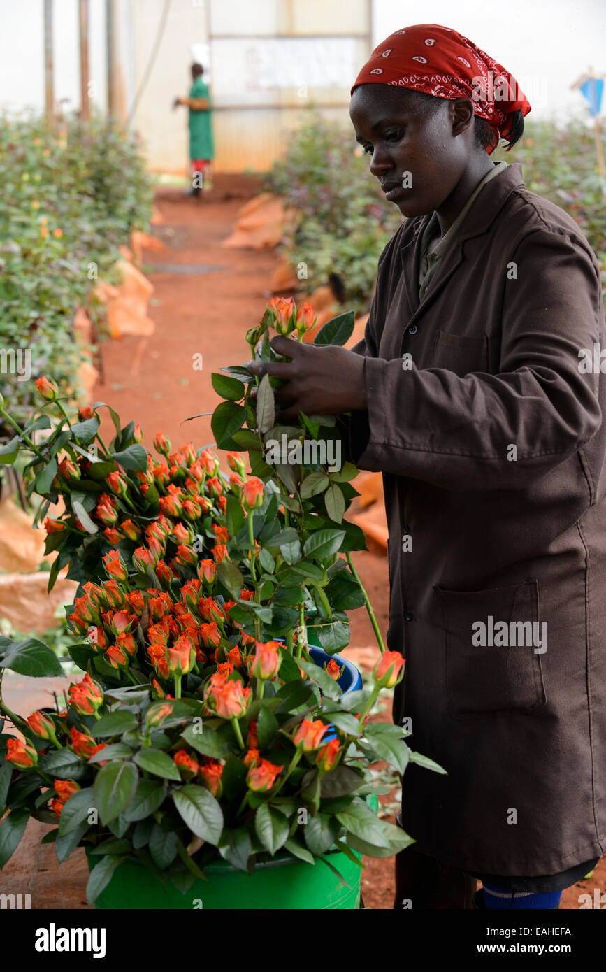 KENYA Thika near Nairobi, Simbi Roses is a fair trade rose flower farm
