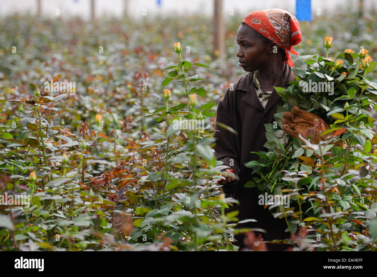 KENYA Thika near Nairobi, Simbi Roses is a fair trade rose flower farm ...